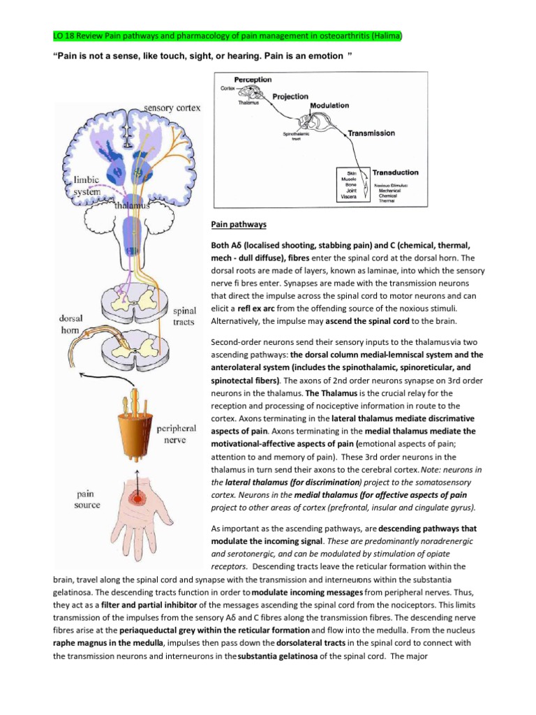 LO 18 Pain Pathways and Pharma MGT OA | PDF | Nonsteroidal Anti ...