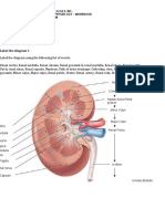 The Anatomy and Physiology of the Urinary System