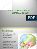 Skull Bones and Structures Guide