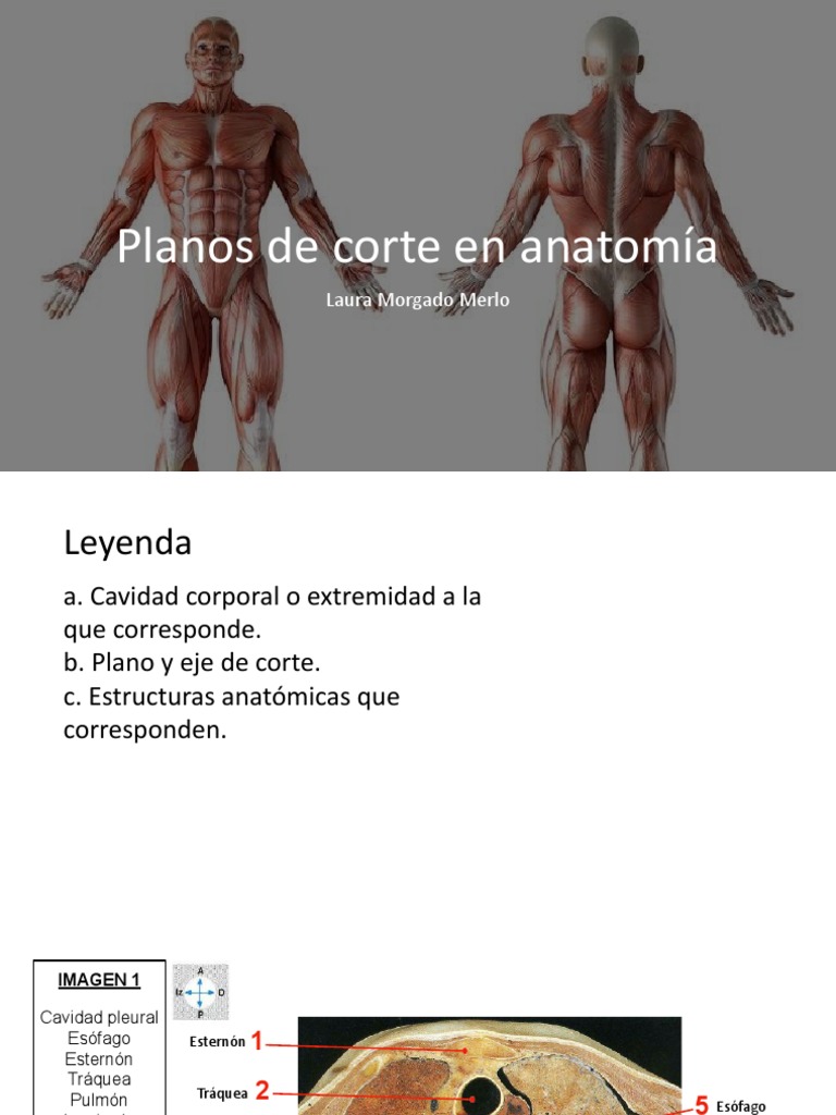 planos-de-corte-pdf-t-rax-sistema-digestivo-humano