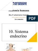 Sistema endocrino humano anatomía