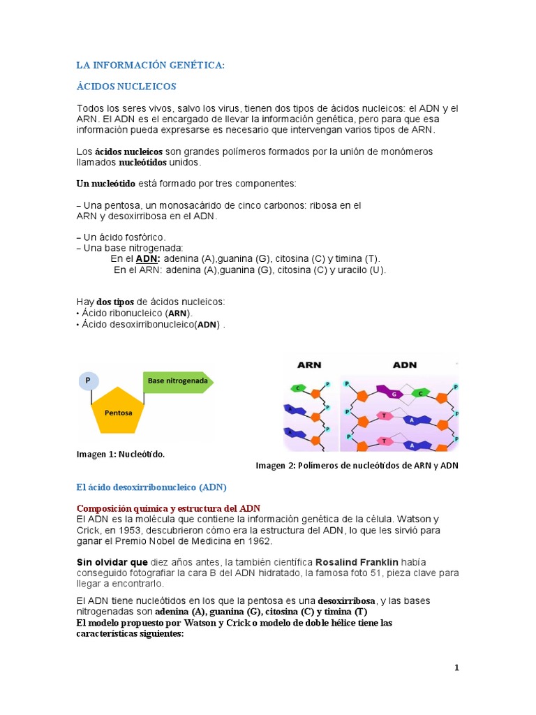 Apuntes Sencillos Del Tema 8 | PDF | Rna | Adn