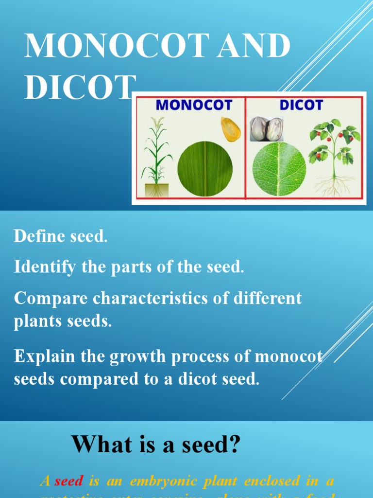 Monocots vs. Dicots: Seed Characteristics | PDF