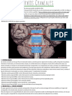 TP3 Nervios Craneales