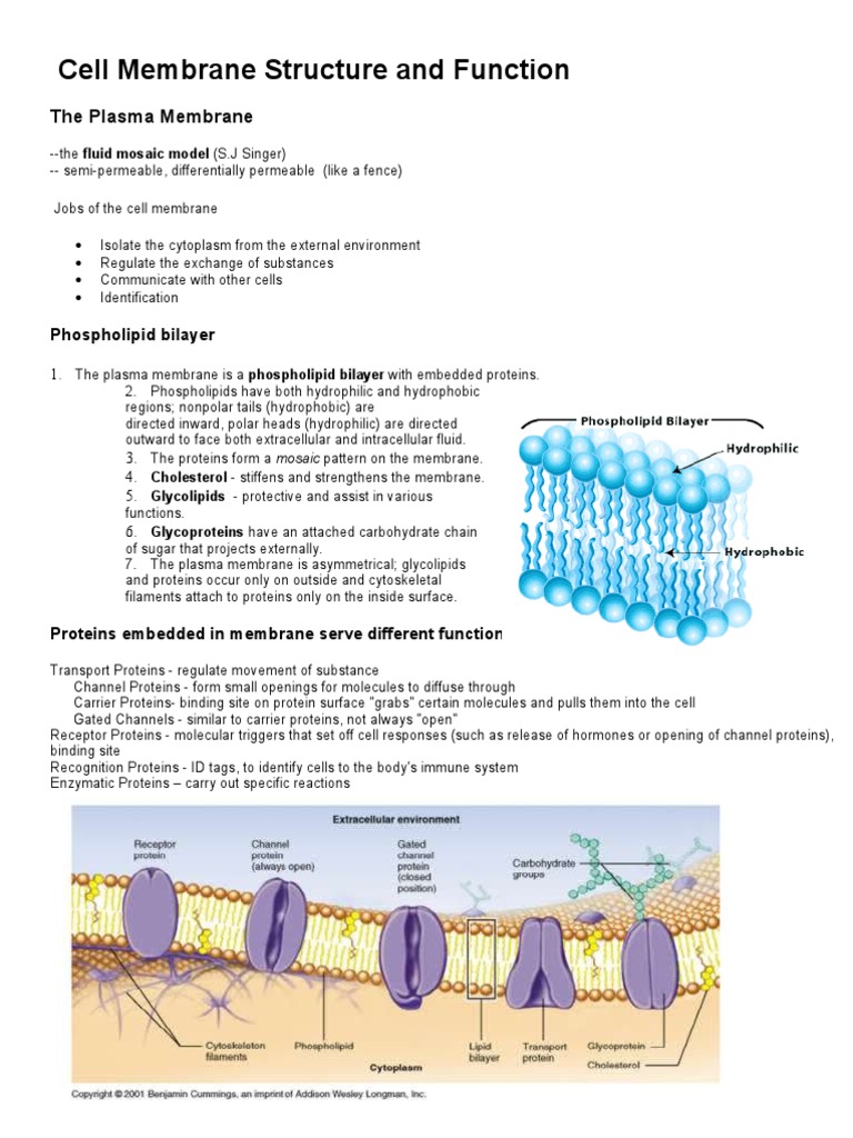 (Notes) Cell Membrane | PDF | Cell Membrane | Membrane Biology