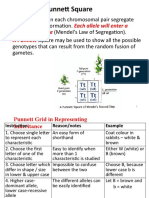 Punnett Square