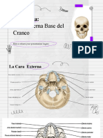 Anatomía Cara Externa Base Cráneo