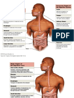 Lab 7 Digestive System Anatomy