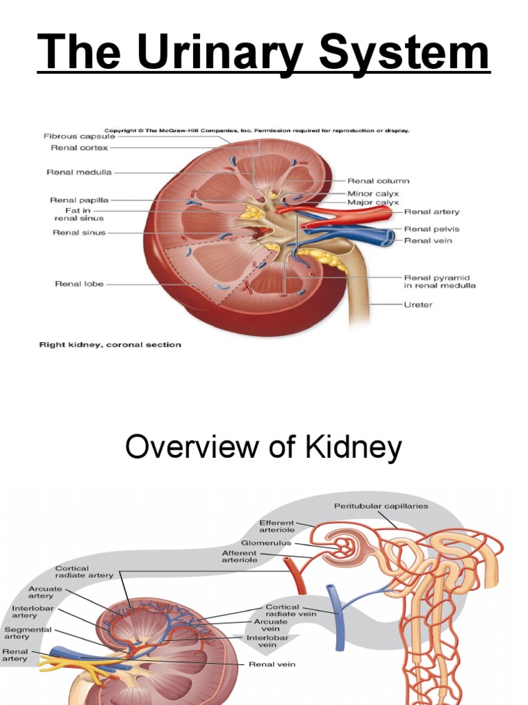 Kidney Urinary System Pdf Kidney Urinary System
