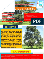 Utilidades Del Cedro - Cesar Galvez - Seyer Mego - Jose Freitas - Luis Celis