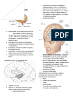 Neuroanatomia - Sistema Limbico.