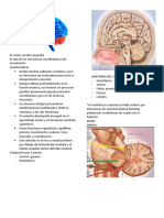 Neuroanatomia - Cerebelo