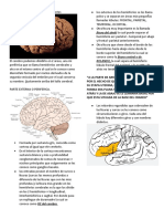 Neuroanatomia - Corteza Cerebral of