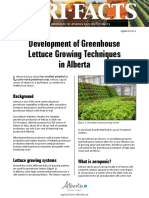 Greenhouse Lettuce Aeroponic Technique