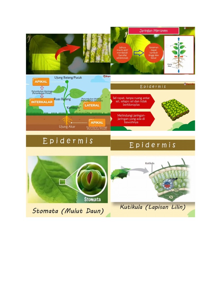 Struktur Dan Fungsi Tumbuhan Jaringan | PDF