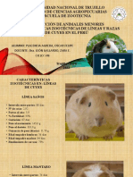 Características Zootécnicas de Líneas y Razas de Cuyes en El Perú
