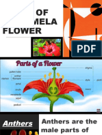 Parts of Gumamela Flower