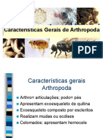 Características Gerais Arthropoda