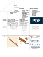 Cuadro Comparativo Del Citoesqueleto