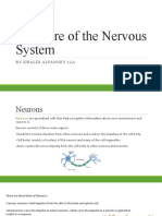 Structure of The Nervous System