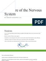 Structure of the Nervous System Explained