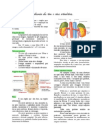 Anatomia Do Rim e Vias Urinárias