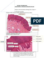 Tarea Semana 1 Sistema Tegumentario (UPC)