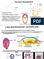 Heart Embryology