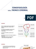 Tronco y Cerebelo