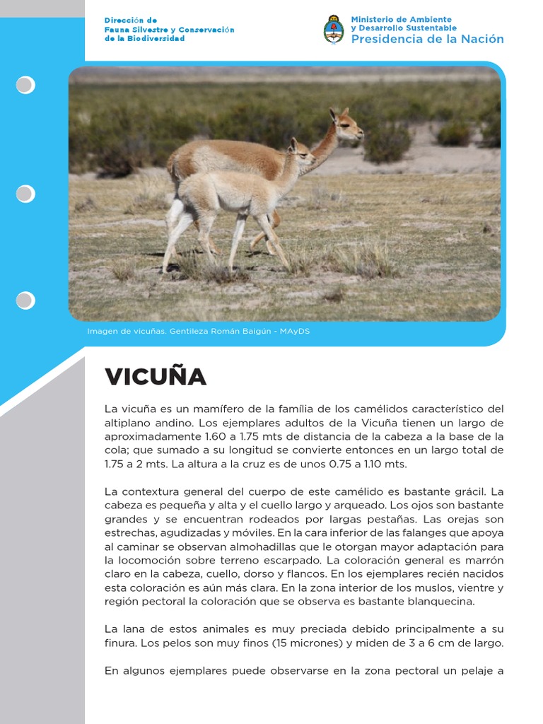 La vicuña características, hábitat y situación actual de esta especie