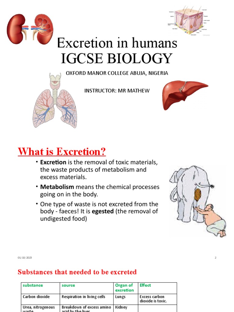 Excretion In Humans Igcse Pdf Kidney Medical Specialties