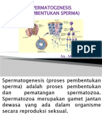 Spermatogenesis (Proses Pembentukan Sperma)