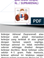 Kelenjar Anak Ginjal (Adrenal)