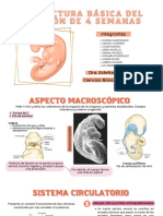 Estructura Básica Del Embrión de 4 Semanas.