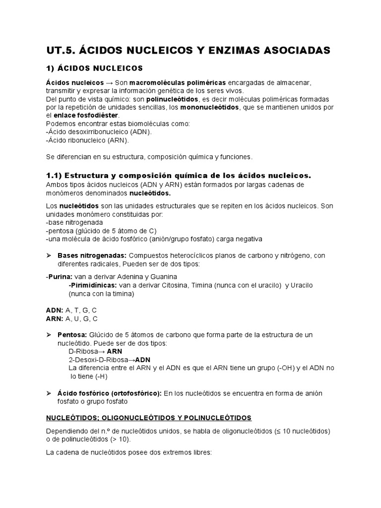 Ut.5. Ácidos Nucleicos Y Enzimas Asociadas | PDF | Rna | Adn