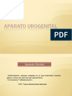 Aparato Urogenital