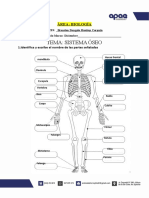 Trabajo de Inve - Sistema Óseo