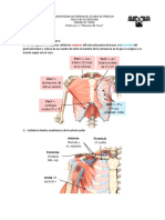 MGK - PRACTICA No. 2 Músculos Del Torax