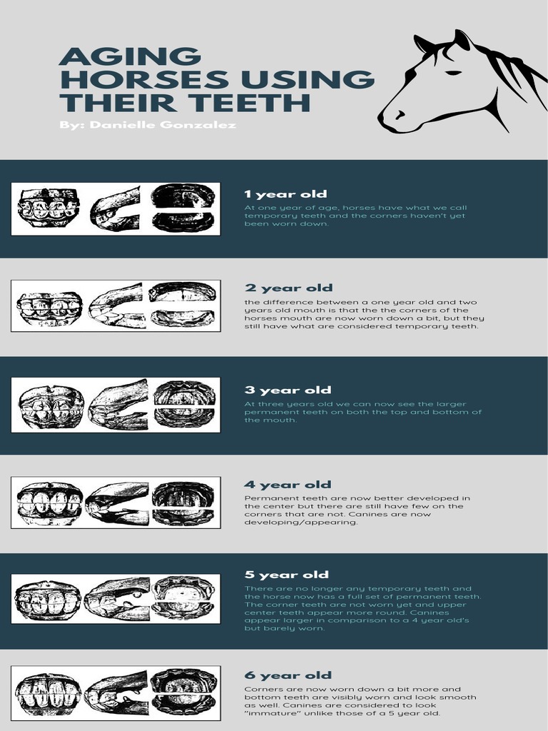 Aging Horses Using Their Teeth 2 PDF Tooth Dental Anatomy