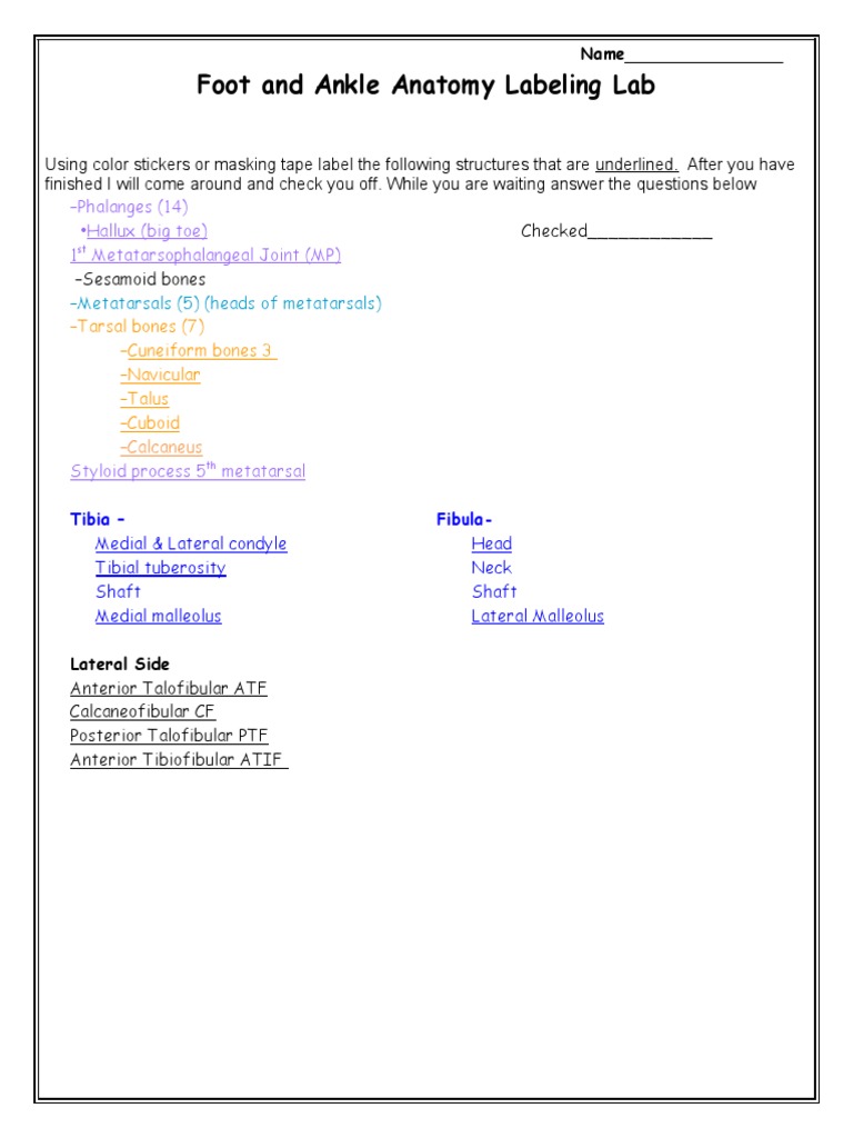 Foot and Ankle Anatomy Labeling Lab | PDF | Foot | Ankle
