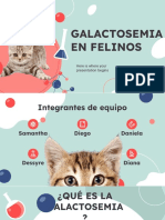 Galactosemia en Felinos
