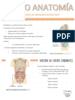 Anatomía Abdomen Gray
