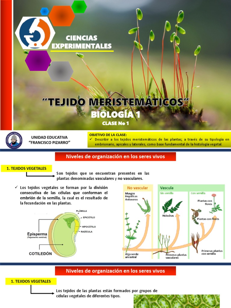 Tipos de Tejidos Meristemáticos en Plantas | PDF | Raíz | Plantas