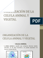 Organización de La Celula Animal y Vegetal
