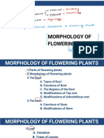 Morphology Notes 1
