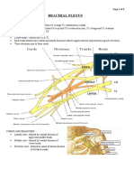 Brachial Plexus Anatomy and Branches