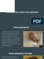 Renal Specimens Presentation