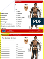 Your Skeletal System Explained