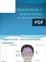 fdocuments.net_region-facial-y-nervio-facial