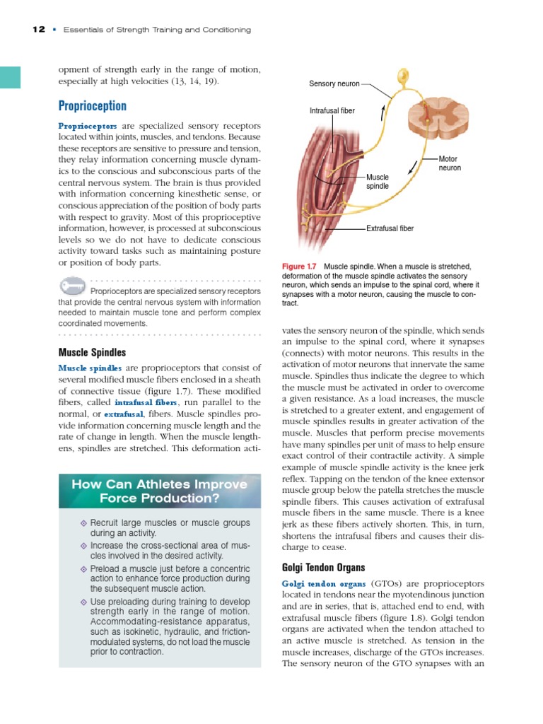 Strength Training and Proprioception Insights | PDF | Skeletal Muscle ...